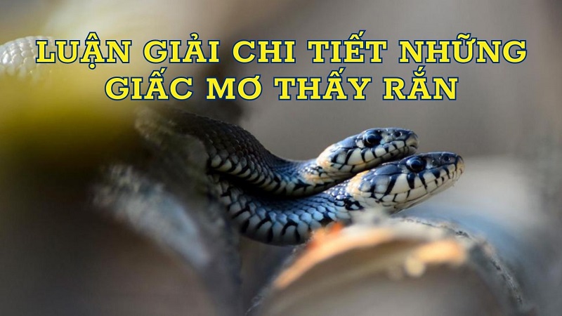 Luận giải chi tiết những giấc mơ thấy rắn