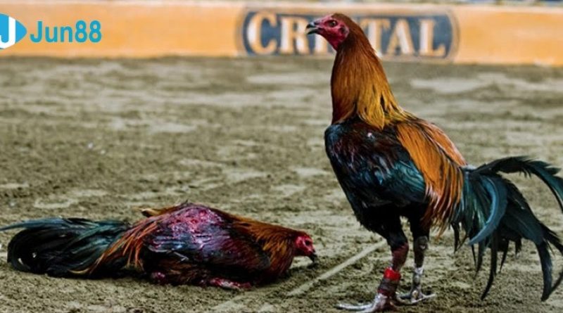 Đá Gà Jun88: Chia Sẻ Kinh Nghiệm Chơi Hiệu Quả 2025